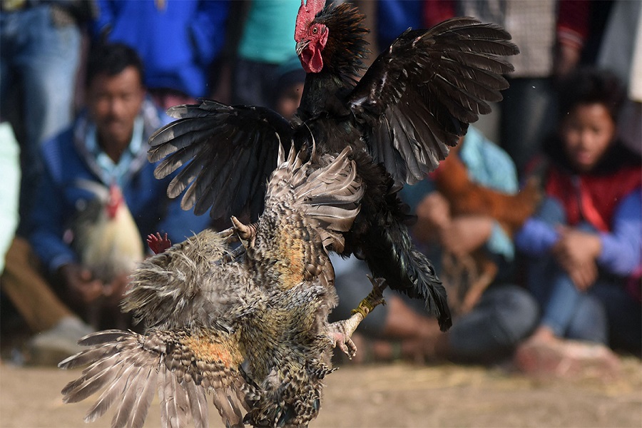 Bắt kèo đá gà là gì?