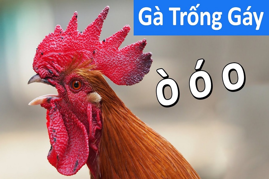 Các loại âm thanh chứng tỏ gà tốt