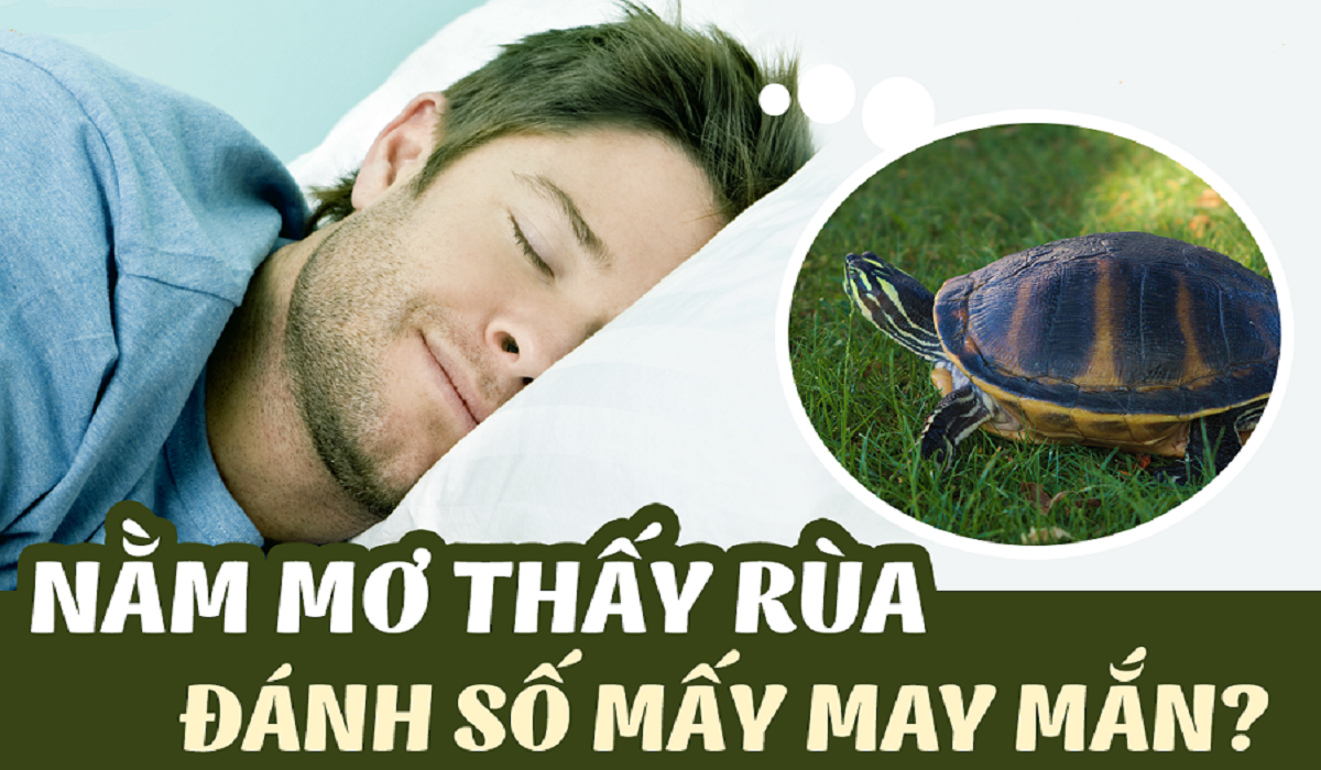 Nằm mơ thấy rùa đánh con gì