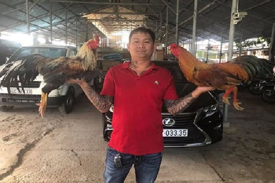 Trại gà đá Mít Trà Cú