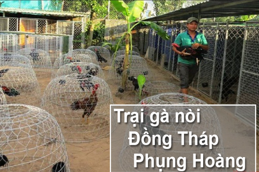 Trại gà đá Phụng Hoàng - Đồng Tháp