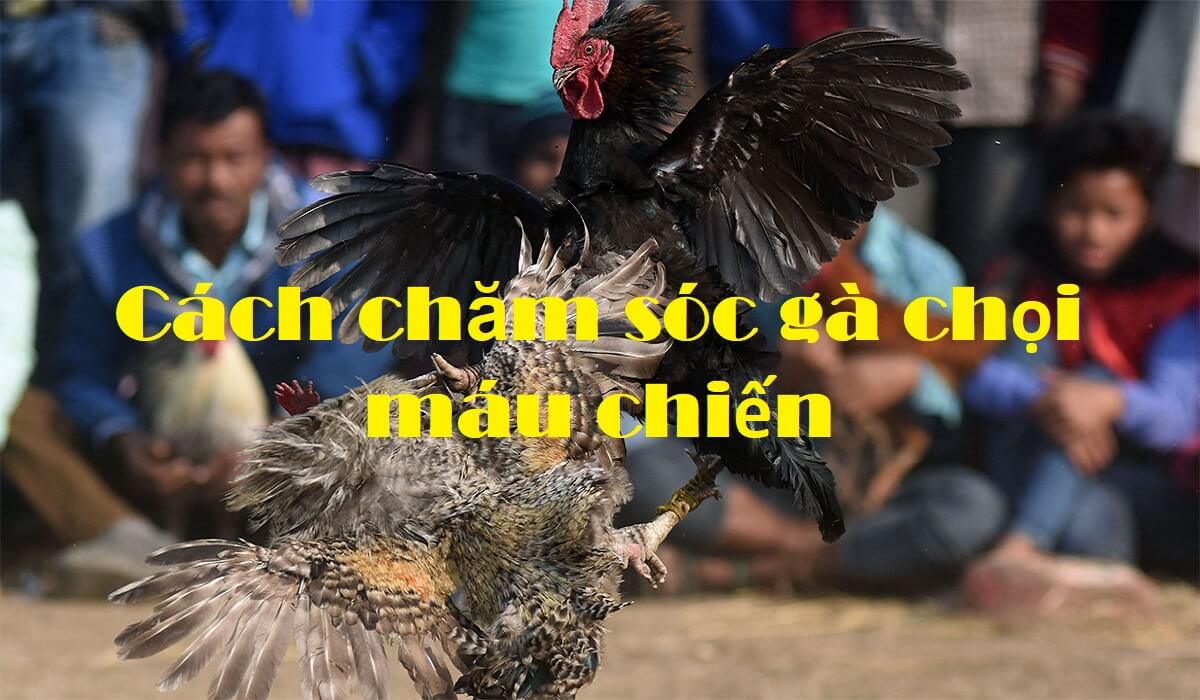 Cách chăm sóc gà chọi máu chiến