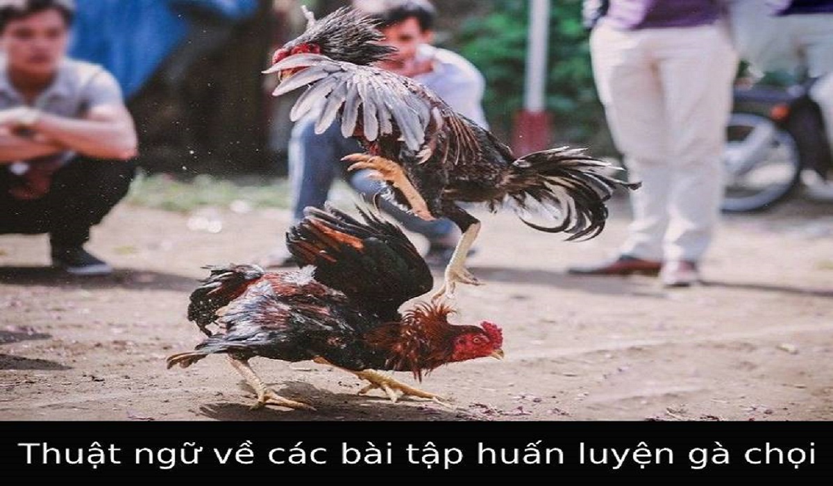 Chế độ tập luyện 