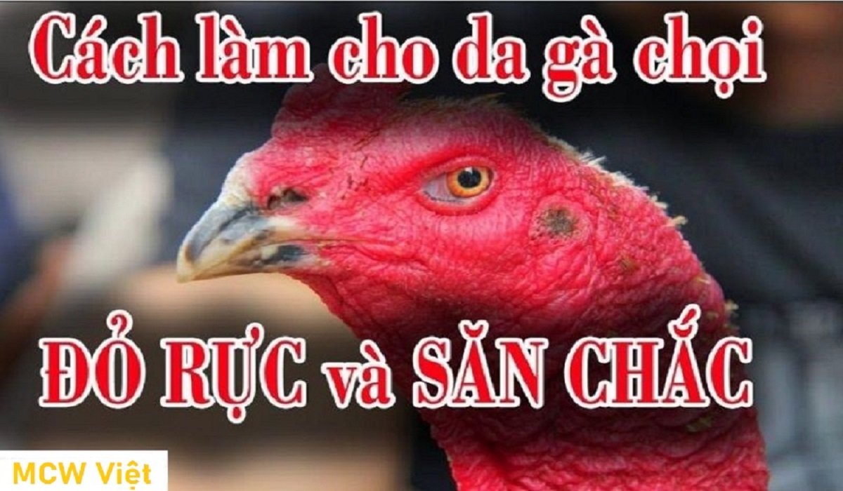 Cách làm da gà chọi có màu đỏ đẹp