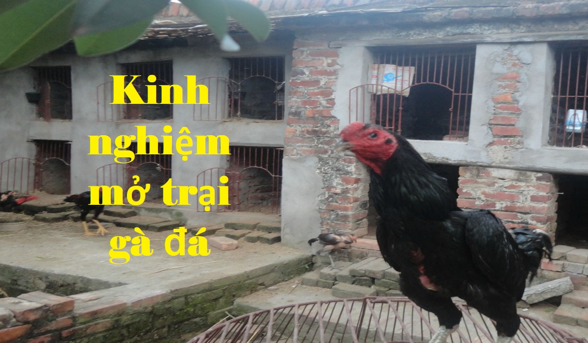 Kinh nghiệm mở trại gà đá