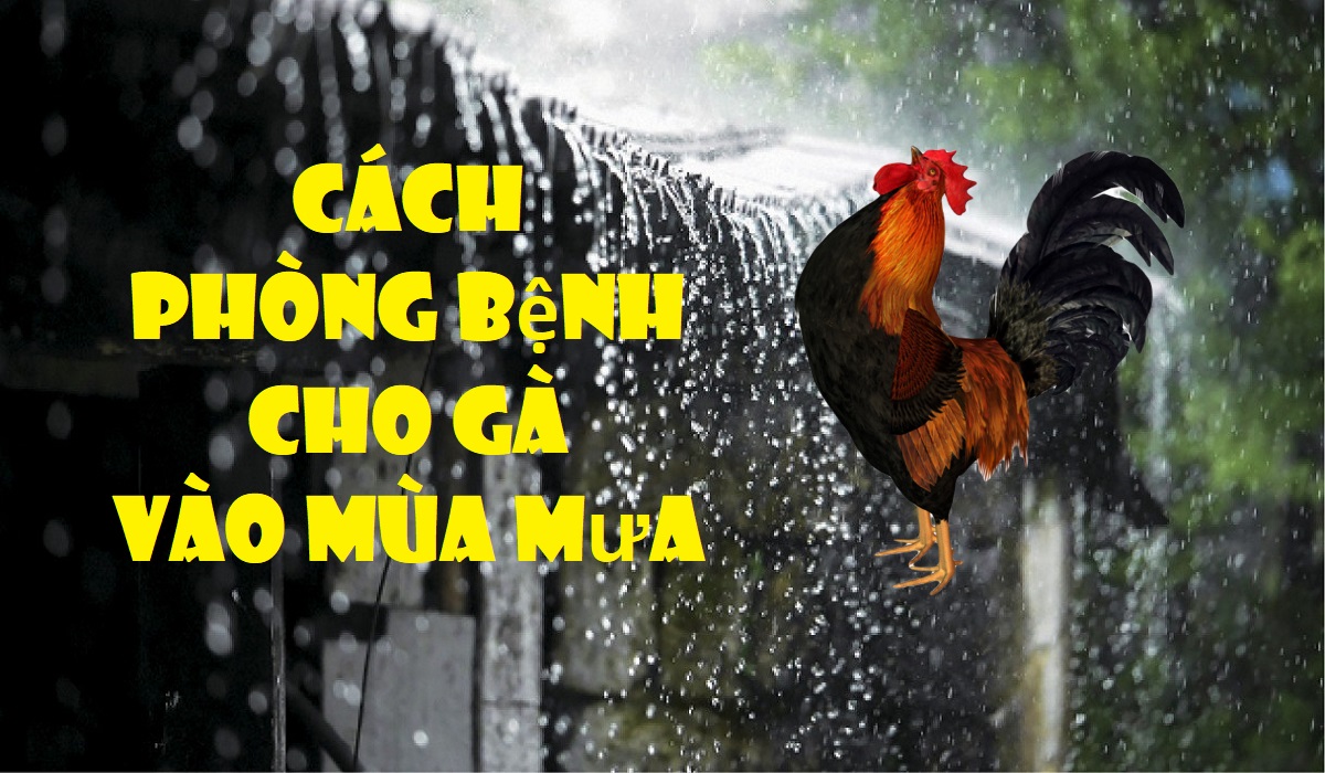 Phòng bệnh cho gà vào mùa mưa