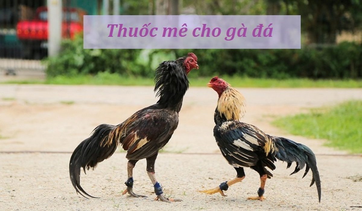 Sử dụng thuốc mê cho gà đá