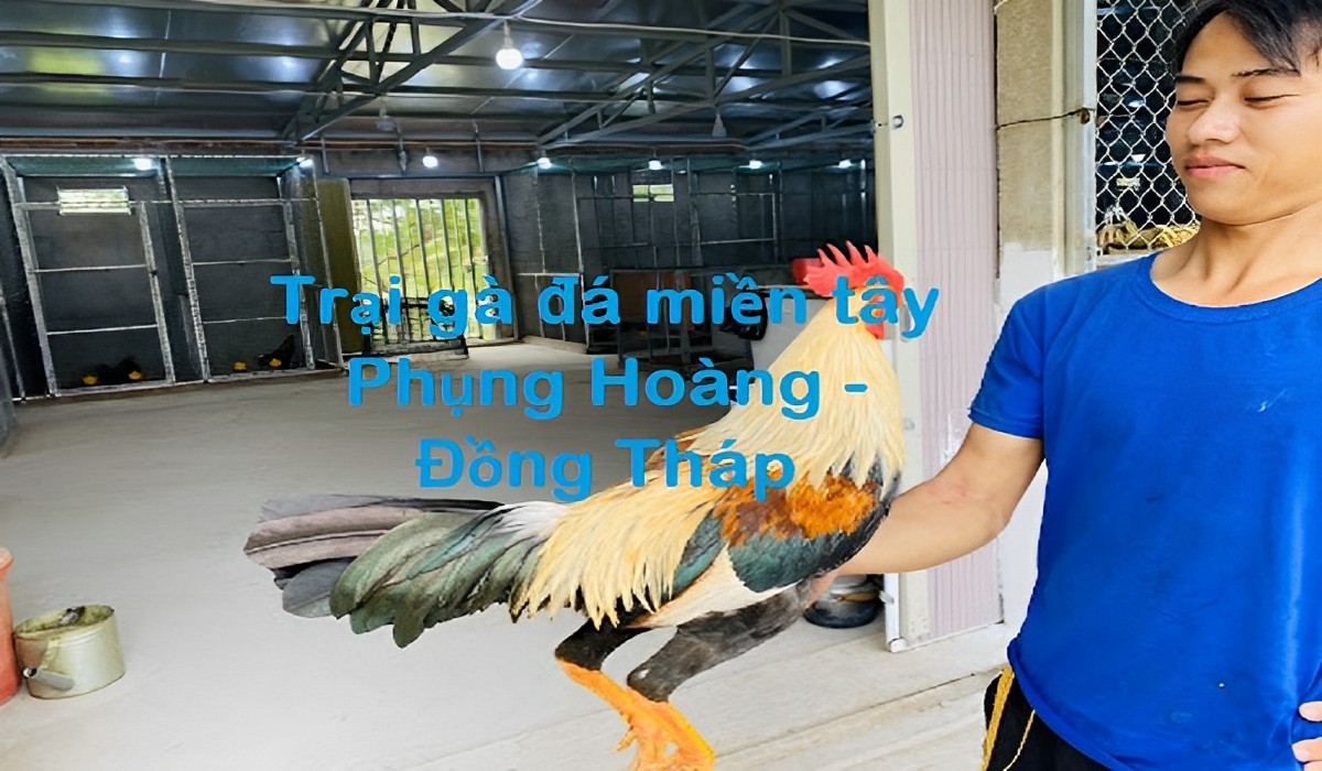 Trại gà đá Phụng Hoàng 