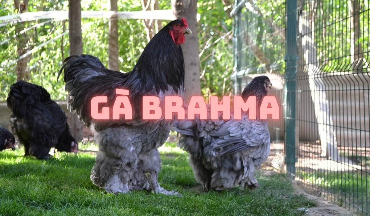 Gà Brahma - Tìm hiểu về giống gà không lồ giá chục triệu 1 con