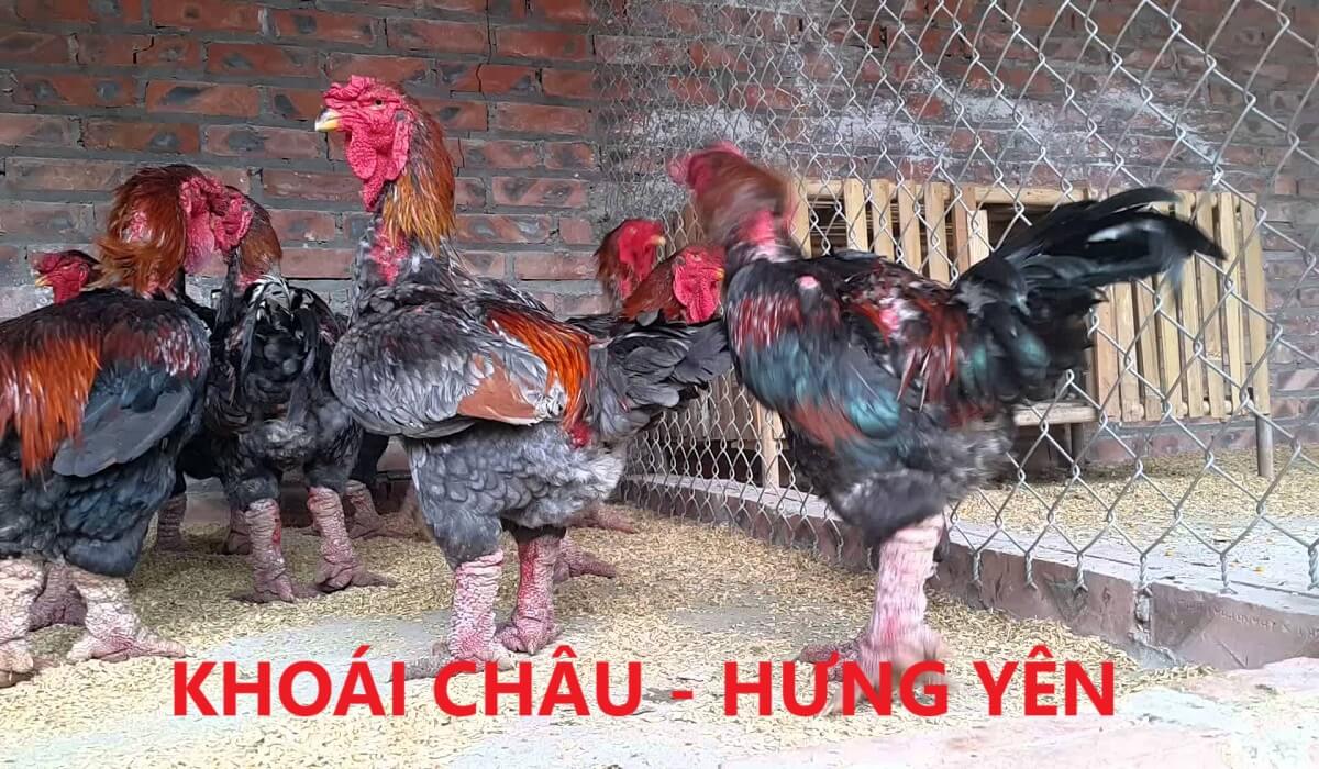 Nguồn gốc giống gà Đông Tảo